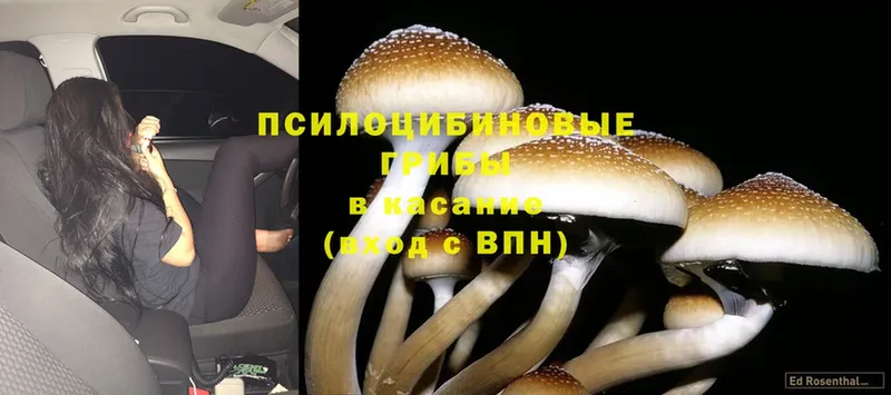 Псилоцибиновые грибы MAGIC MUSHROOMS  сайты даркнета наркотические препараты  Кораблино  хочу наркоту 